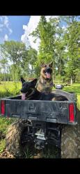 Lost Male Dog last seen County road 16 montevallo, Shelby County, AL 35040