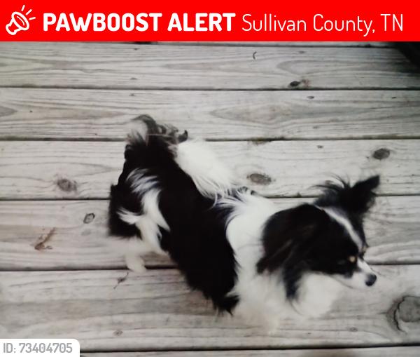 Lost Female Dog last seen Beaver Creek road, Sullivan County, TN 37617