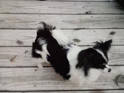 Lost Female Dog last seen Beaver Creek road, Sullivan County, TN 37617