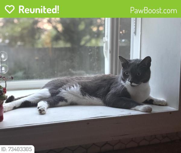 Reunited Male Cat last seen Near Jefferson Ave, Berlin, NJ 08009, USA, Berlin, NJ 08009