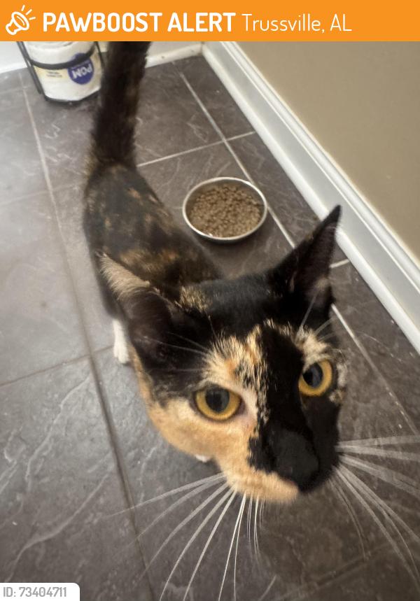 Found/Stray Female Cat last seen Smith sim, Trussville, AL 35173