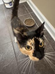 Found/Stray Female Cat last seen Smith sim, Trussville, AL 35173