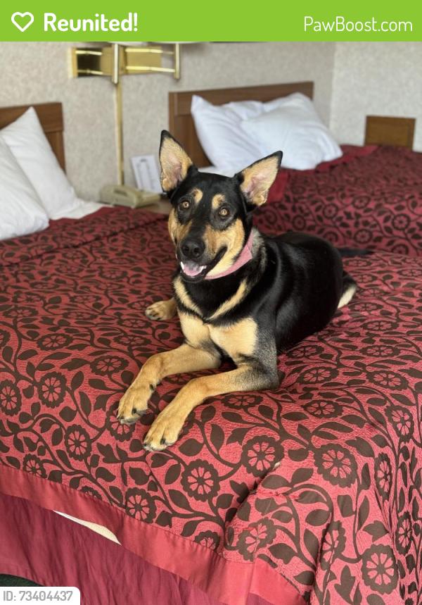 Reunited Male Dog last seen Twin Oaks, Citrus Heights, CA 95610