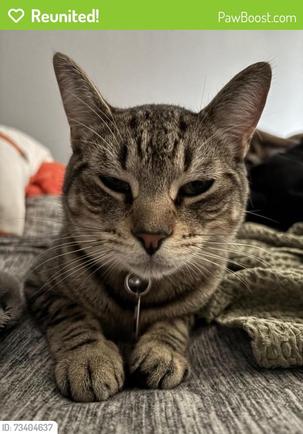 Reunited Male Cat last seen Cemetery, Hartford, CT 06106