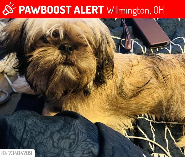 Lost Male Dog last seen N HWY 71. - HWY 224 E in Ohio, Wilmington, OH 45177