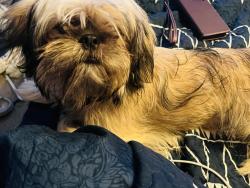 Lost Male Dog last seen N HWY 71. - HWY 224 E in Ohio, Wilmington, OH 45177