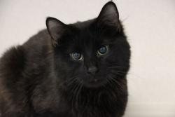 Shelter Stray Male Cat last seen , 4000 N Silverbell Rd, Tucson, AZ 85745, USA
