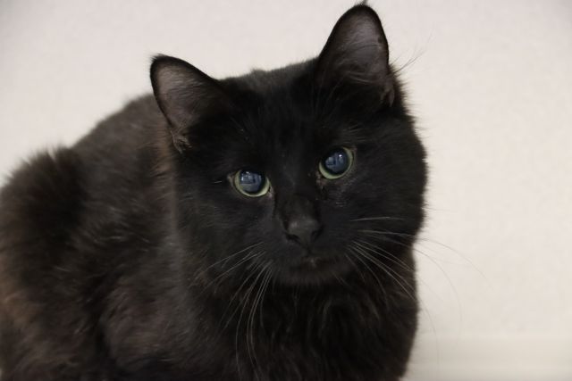 Shelter Stray Male Cat last seen , 4000 N Silverbell Rd, Tucson, AZ 85745, USA