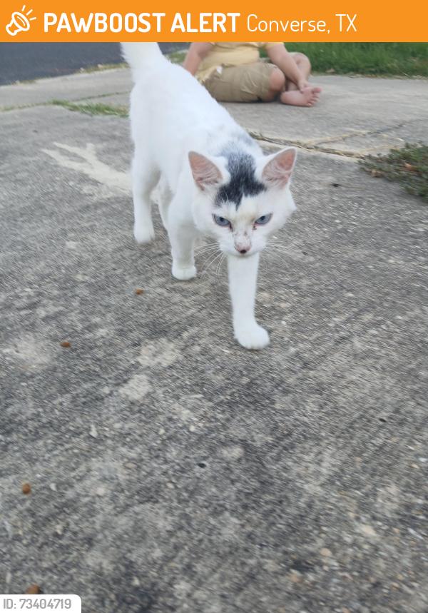 Found/Stray Male Cat last seen Mysty Ridge, Converse, TX 78109