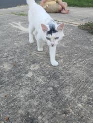 Found/Stray Male Cat last seen Mysty Ridge, Converse, TX 78109