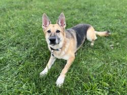 Lost Female Dog last seen Near Orchard Drive 15642, Irwin, PA 15642