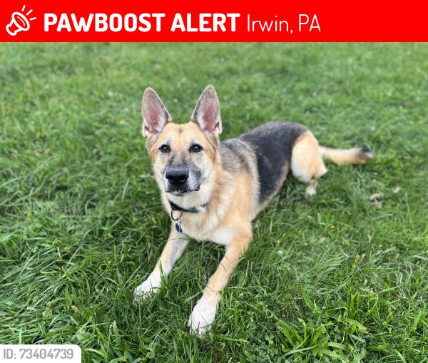 Lost Female Dog last seen Near Orchard Drive 15642, Irwin, PA 15642