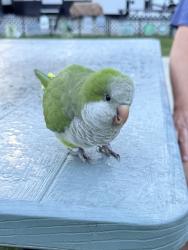 Found/Stray Unknown Bird last seen Wilson Riverfront RV Park, Asheville, NC 28806