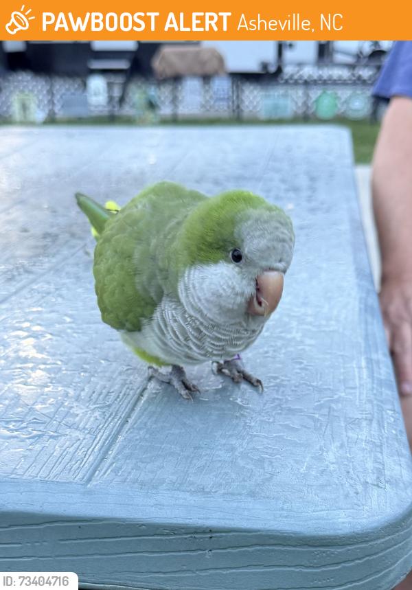 Found/Stray Unknown Bird last seen Wilson Riverfront RV Park, Asheville, NC 28806