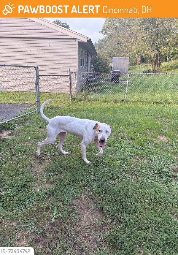 Found/Stray Female Dog last seen Dollar General, Cincinnati, OH 45231