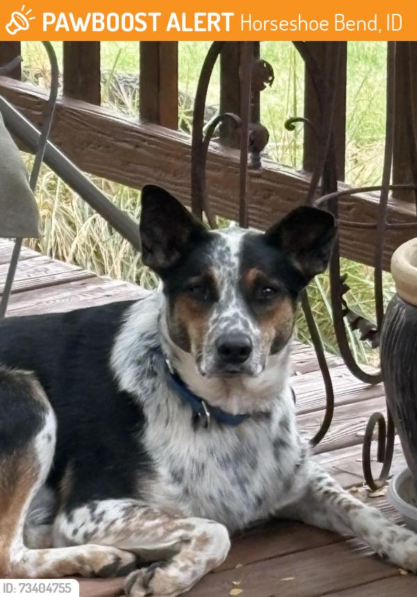 Found/Stray Unknown Dog last seen Harris creek, Horseshoe Bend, ID 83629