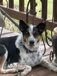 Found/Stray Unknown Dog last seen Harris creek, Horseshoe Bend, ID 83629