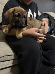Found/Stray Male Dog last seen Camden park, Houston, TX 77067