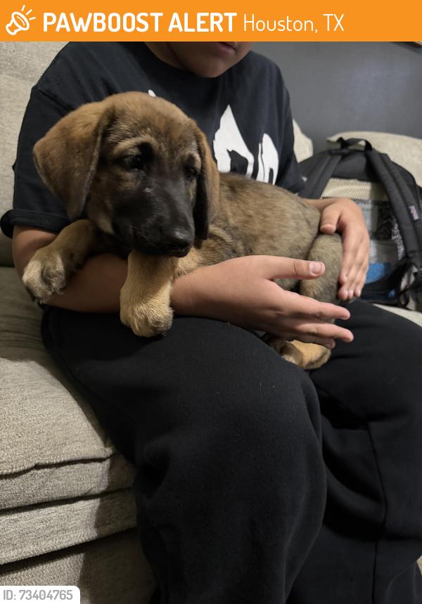 Found/Stray Male Dog last seen Camden park, Houston, TX 77067