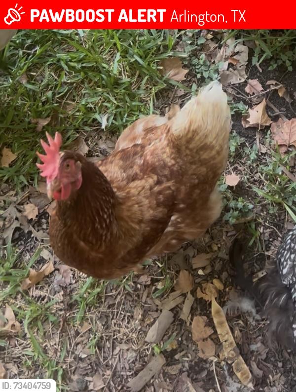 Lost Female Bird last seen Norwood x Blackwood, Arlington, TX 76013