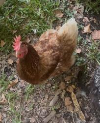 Lost Female Bird last seen Norwood x Blackwood, Arlington, TX 76013