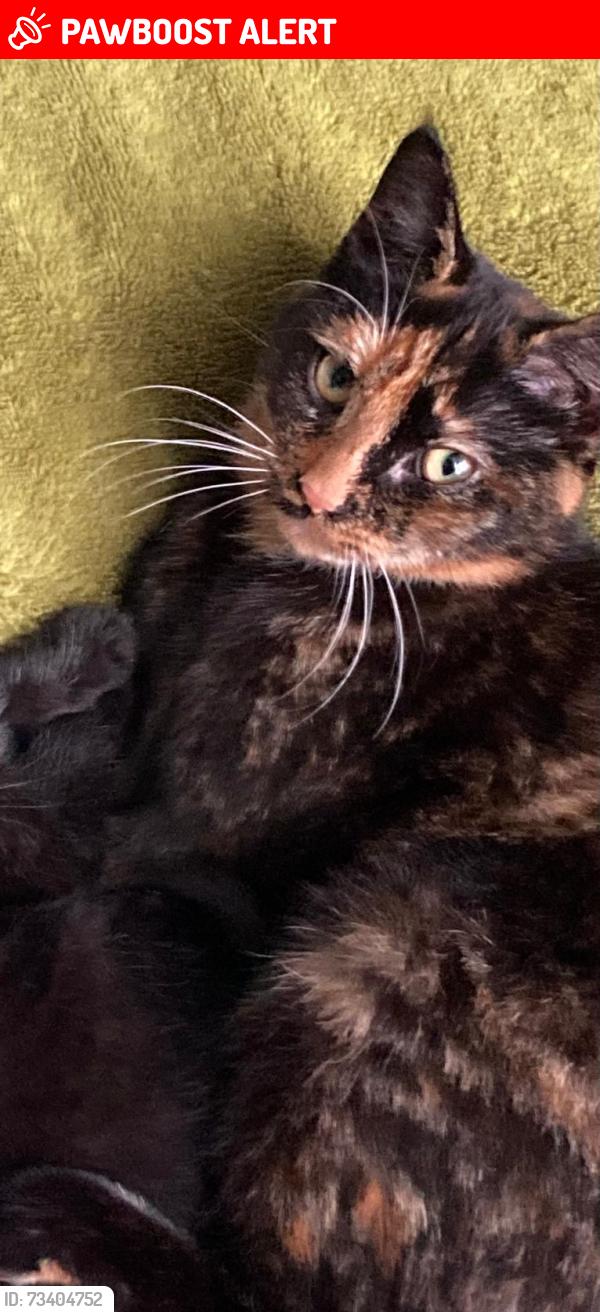 Lost Female Cat last seen Anerley Road, Greater London, England 