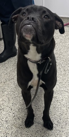 Shelter Stray Male Dog last seen Near BLOCK EDSEL FORD FWY DETROIT MI 48211, 7401 Chrysler Dr, Detroit, MI 48211, USA