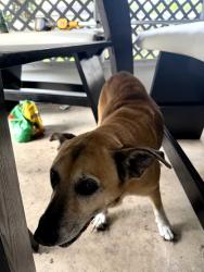 Found/Stray Female Dog last seen Teak st and Chicago Ave, Osceola Heights, FL 34654