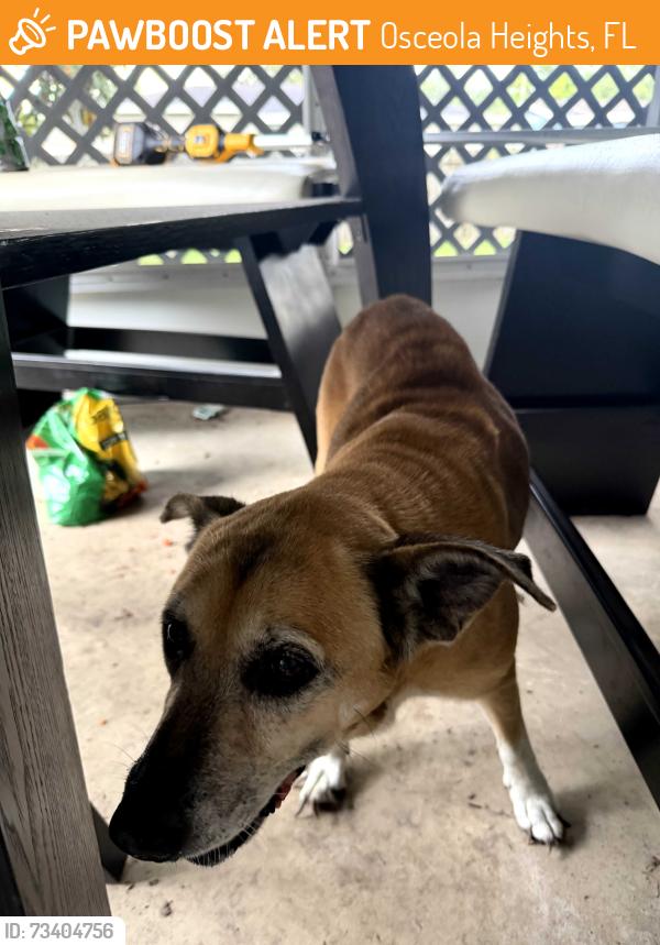 Found/Stray Female Dog last seen Teak st and Chicago Ave, Osceola Heights, FL 34654