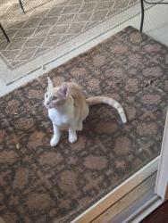 Found/Stray Unknown Cat last seen Chatfield and Continental divide in Ken caryl, Littleton, CO 80127