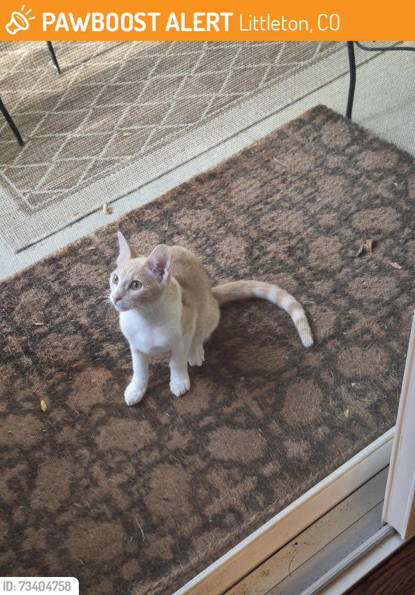 Found/Stray Unknown Cat last seen Chatfield and Continental divide in Ken caryl, Littleton, CO 80127