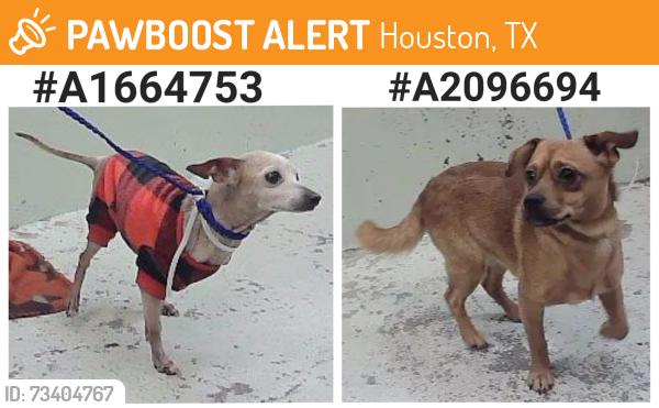 Found/Stray Female Dog last seen Southwest Freeway 77098, Houston, TX 77098