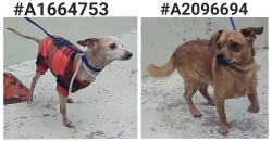 Found/Stray Female Dog last seen Southwest Freeway 77098, Houston, TX 77098