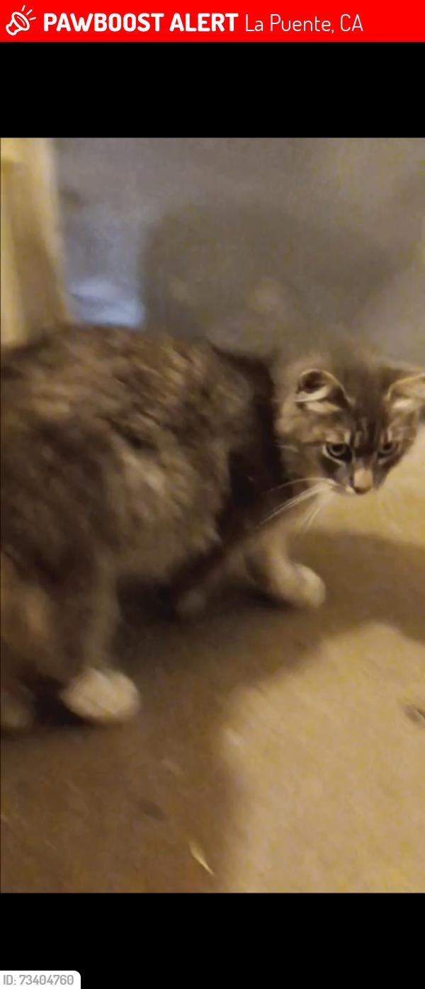 Lost Male Cat last seen Amar and del valle ave, La Puente, CA 91744