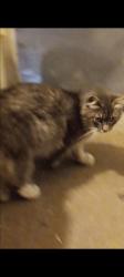 Lost Male Cat last seen Amar and del valle ave, La Puente, CA 91744