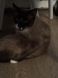 Reunited Male Cat last seen Old Mountain Road and Scenic Peak Way, Roanoke, VA 24019
