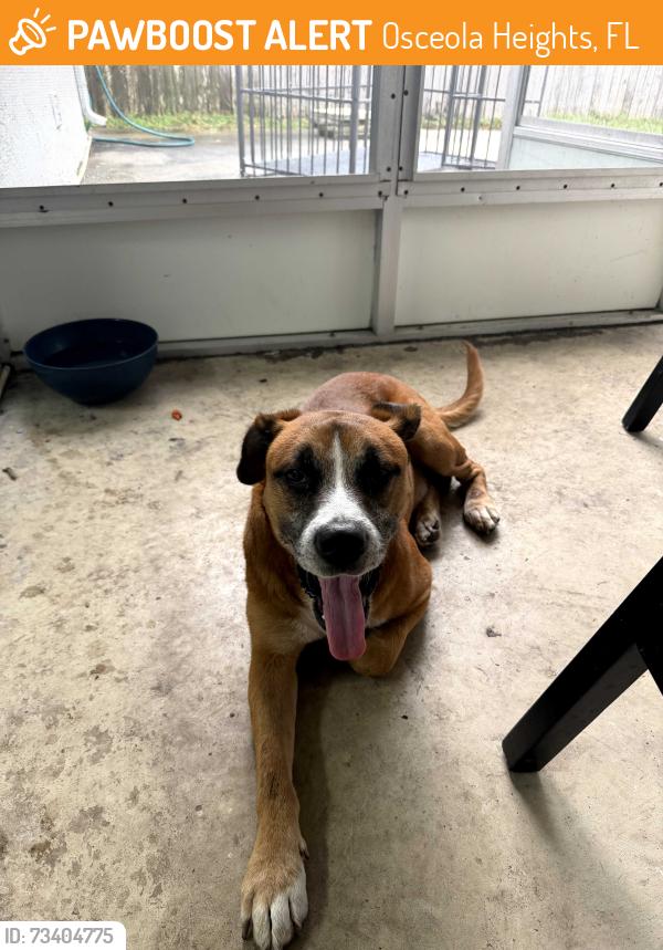 Found/Stray Male Dog last seen Teak st and Chicago Ave, Osceola Heights, FL 34654