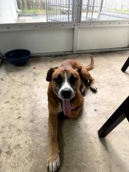 Found/Stray Male Dog last seen Teak st and Chicago Ave, Osceola Heights, FL 34654