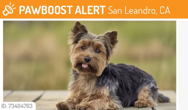 Found/Stray Female Dog last seen San Leandro st and Fruitvale, San Leandro, CA 94577