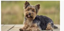 Found/Stray Female Dog last seen San Leandro st and Fruitvale, San Leandro, CA 94577