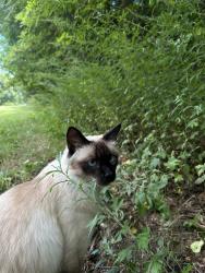 Found/Stray Unknown Cat last seen East Bay Bike Path, Barrington, RI 02806