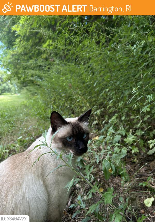 Found/Stray Unknown Cat last seen East Bay Bike Path, Barrington, RI 02806