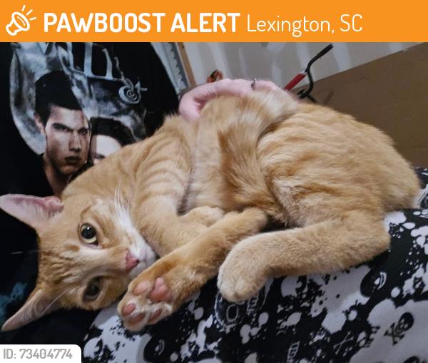 Found/Stray Male Cat last seen Dawsons park neighborhood, Lexington, SC 29072