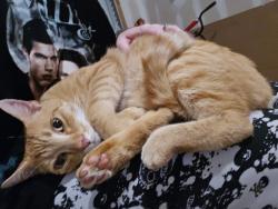 Found/Stray Male Cat last seen Dawsons park neighborhood, Lexington, SC 29072