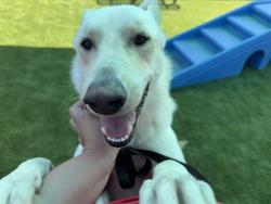 Shelter Stray Male Dog last seen 530E MCKINLEY ST, 333 Chandler Pl, San Bernardino, CA 92408, USA