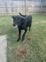 Found/Stray Male Dog last seen Luvene, Springdale, AR 72762