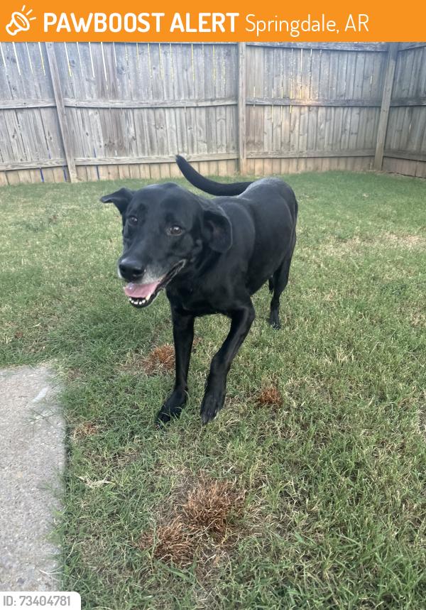 Found/Stray Male Dog last seen Luvene, Springdale, AR 72762