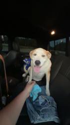 Found/Stray Male Dog last seen Naaman st and brand st, Garland, TX 75040