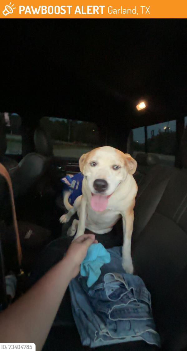 Found/Stray Male Dog last seen Naaman st and brand st, Garland, TX 75040