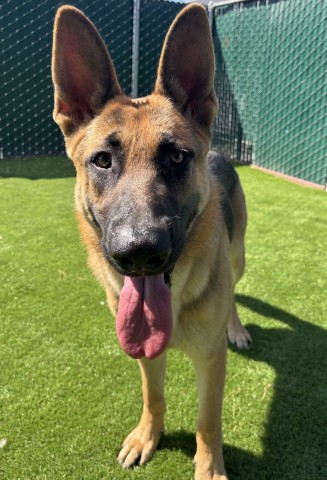 Shelter Stray Male Dog last seen Near BLOCK N RIVERSIDE AVE, 333 Chandler Pl, San Bernardino, CA 92408, USA